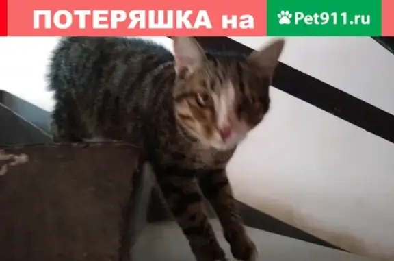 Найдена кошка на ул. М.Горького 78а/2