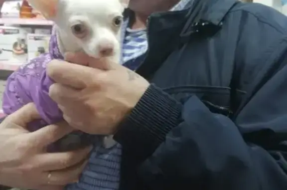 Пропала собака ЧУАХУА на Каширском шоссе, д.8 в Москве