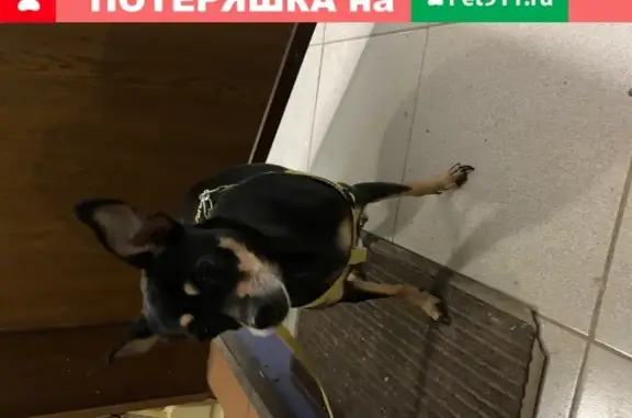 Найдена маленькая собака на ул. Кожевенная