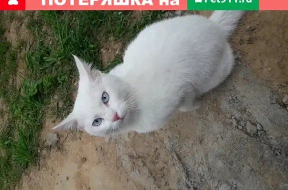 Пропала кошка в Дедовске