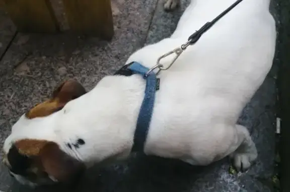 Собака найдена у ТЦ Мандарин в Сочи