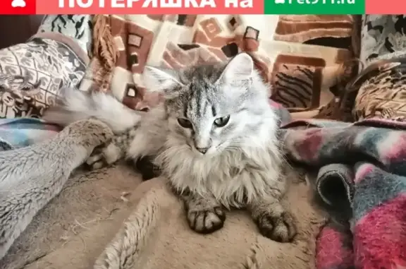 Найдена породистая кошка, ищет дом в Волгограде