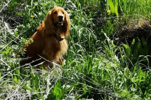 Найдена собака в Трансмашевце 2, Новоалтайск