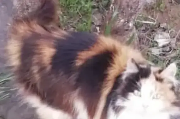 Пропала пушистая кошка в квартале В-Е, Волгодонск