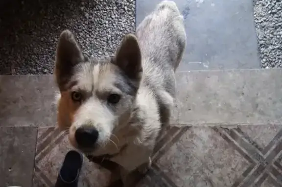 Собака с голубым и каричневым глазом найдена в Краснослободске.