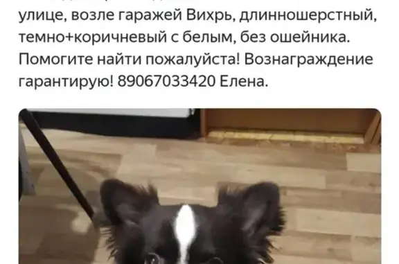 Пропала собака в Новокосино: чихуахуа темно-шоколадный с белым, вознаграждение гарантировано!