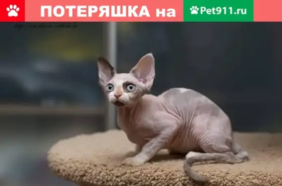 Пропала кошка Илька в СНТ Заозерное, Ленобласть