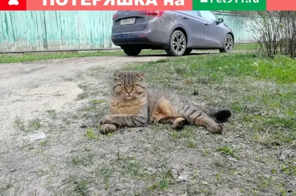 Пропала кошка в Ильинском поселке, ул. Наты Бабушкиной, 15