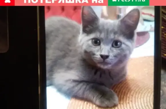 Пропал серо-серебристый кот в СНТ Луч, Тимоново