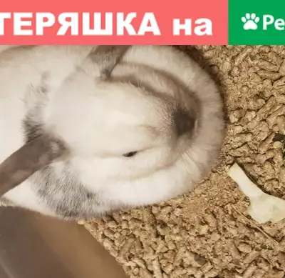 Объявления о пропавших и найденных животных, , фото: Пропали животные в Адлерском районе и Краснодарском крае