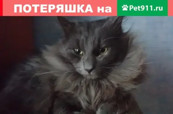 Пропала кошка Кот Дымстон в Хотьковском управлении