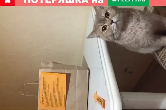 Кошки потеряшки, Плодородный, фото: Потеряшка кошка Марси в Краснодаре