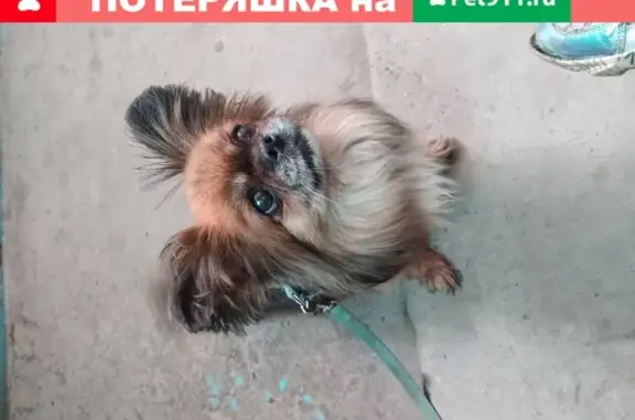Найдена собака на Ворошилова 159 (девочка, порода Пикинес)