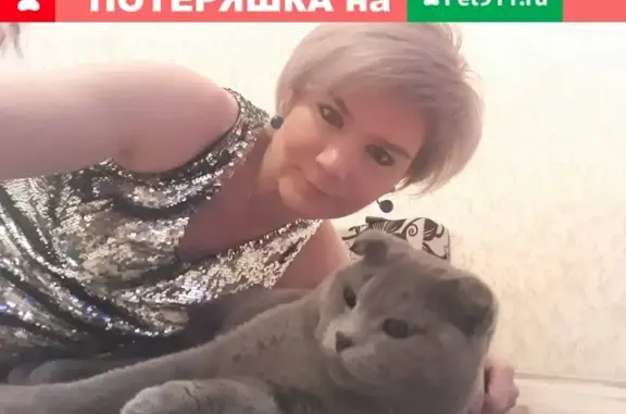 Кошки потеряшки, Бузулук, фото: Потеряшка кот Пивас в Бузулуке, Россия