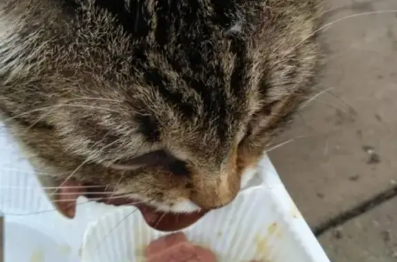 Найдена кошка возрастом 6-8 мес. возле магазина 