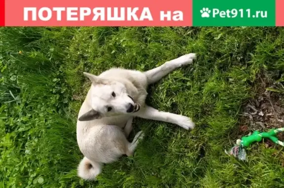 Найден пёс-овчарка в СНТ Лето (34 символа)