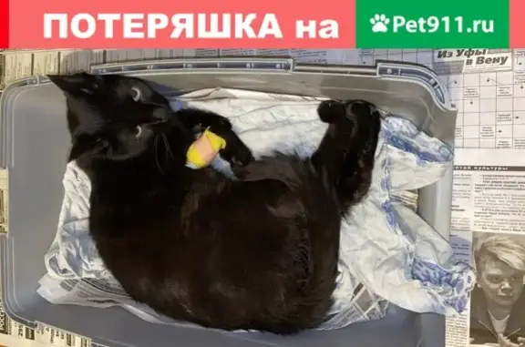 Найден чёрный кот на улице Коммунистической в Уфе