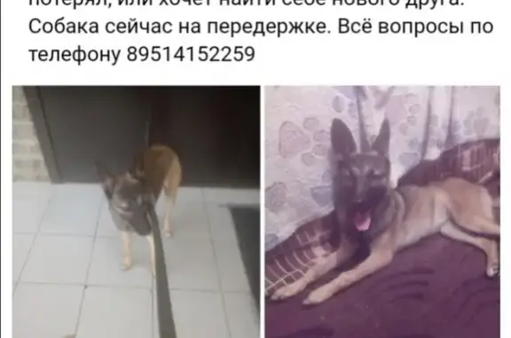 Собака найдена в Омске