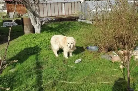 Найдена собака Золотистый ретривер-лабрадор в грязовецком районе, Вологда