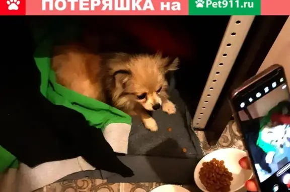 Найдена собака в Пролетарском районе, возможно девочка-шпиц.