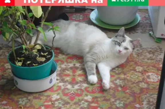 Кошки потеряшки, Нягань, фото: Потеряшка кошка в Нягани: помогите найти!