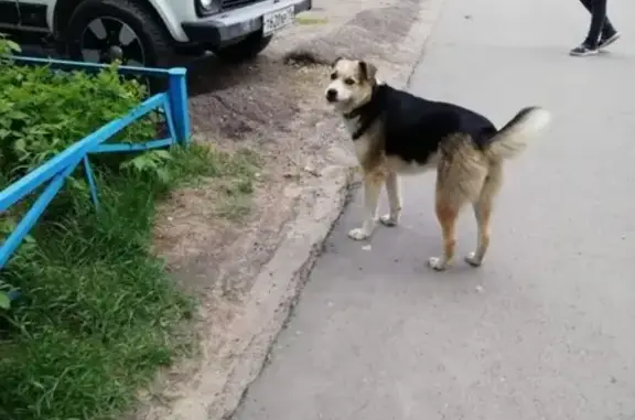 Собака с брезентовым ошейником найдена в Казани.