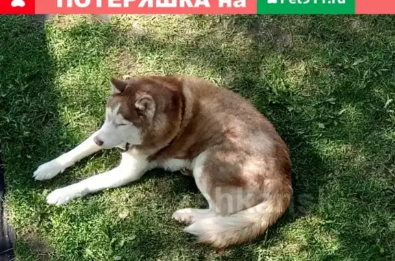 Пропала собака в Новосибирской области, вознаграждение!