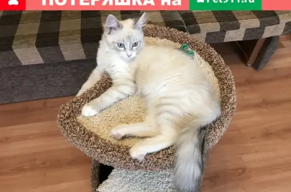 Пропала кошка Кузя в Балашихе, Абрамцево
