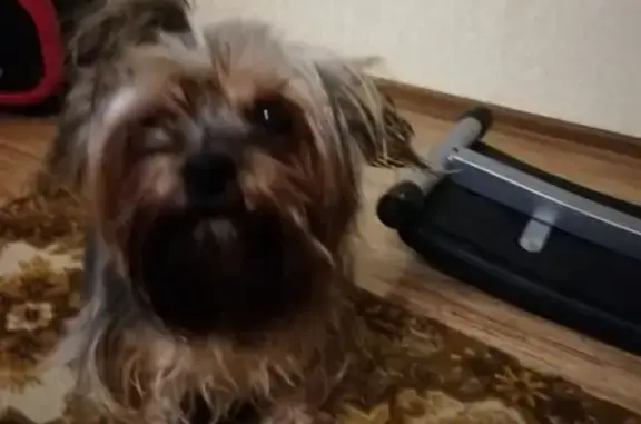 Найдена собака Помесь Йорка в Пушкино