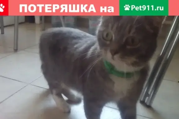 Пропала кошка на пр. Художников, СПб