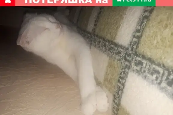 Пропала кошка на ул. Гагарина, 99 в Краснодаре