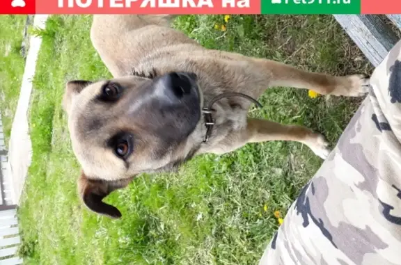 Найдена рыжая собачка в деревне Семенково