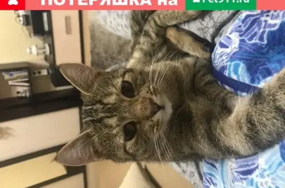 Потерянные животные Купники, фото: Пропал кот Томас в д. Купники, Смоленская обл.