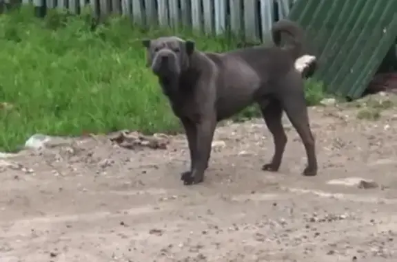 Собака Шарпей найдена в Бортниково, Московская область