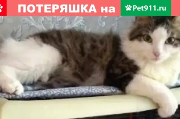 Пропала кошка в Гурьевске, ул. Красная 2, откликается на имя Буся (Бусинка)