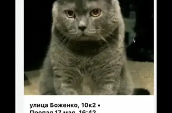 Пропала кошка Тимоша на улице Боженко (Москва)