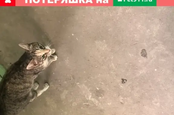 Найдена кошка в Уфе на улице Мубарякова