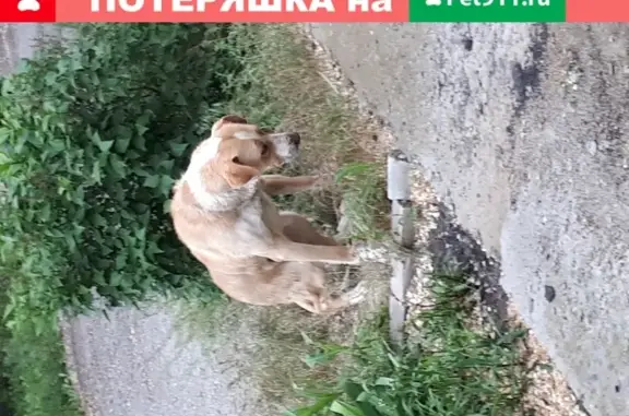 Найден крупный бело-песочный пес на Лазоревой улице