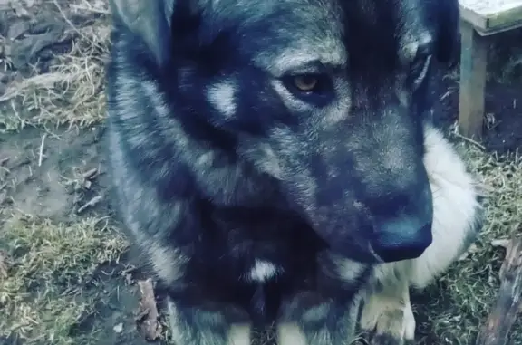 Пропала собака Бублик в поселке Теряево, Московская область