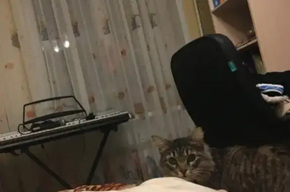 Кошки потеряшки, Москва, фото: Потеряшка кошка в Кашире-1, ул. Новая, 11-й дом, приметы и контакты в объявлении