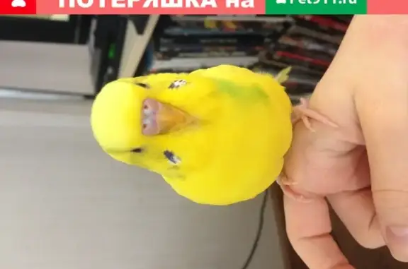 Пропал желтый попугай Кузя на улице Радужной, Краснодар