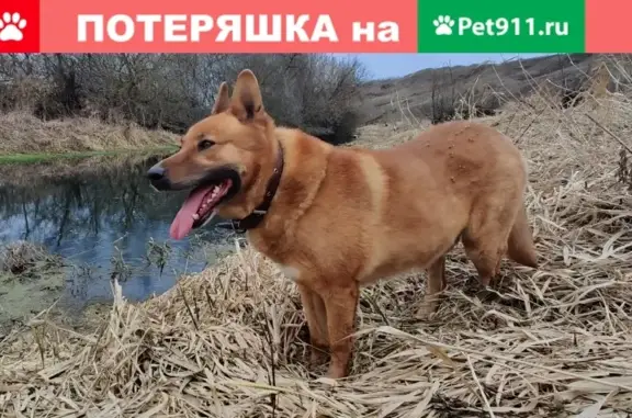 Пропала собака в Головеньковском лесу, вознаграждение 10 000 рублей