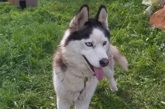 Найдена собака в Поварово, девочка хаски с голубыми глазами