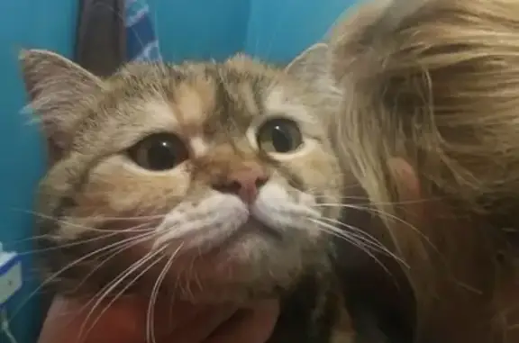Найдена кошка в Берёзовом микрорайоне Иркутска
