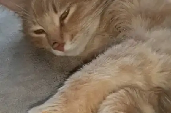 Найден молодой кот с пушистым хвостом в Оболдино