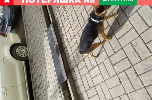 Найдена собака на ул. Маршала Рокоссовского, Н. Новгород