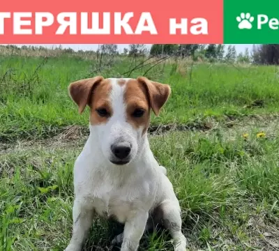 Пропала собака Ричард на улице Марсовая, Хабаровск