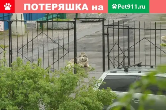 Собака-хаски с ошейником на месте в Москве.