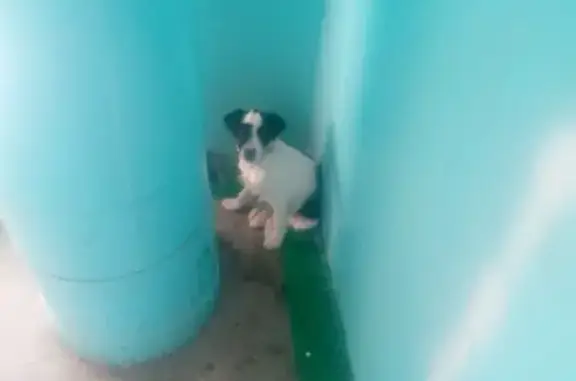 Найдена собака с колокольчиком в Симферополе