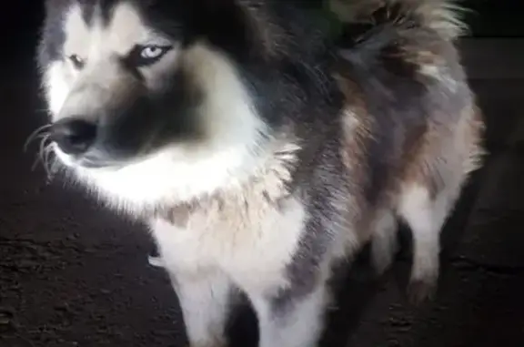 Собака Хаски найдена в лесопарке Башкирии, Уфа